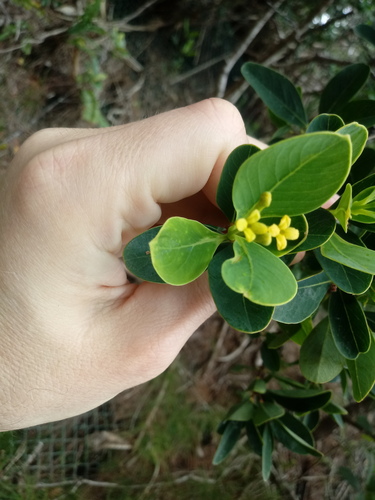 Wikstroemia pseudoretusa iNat (3)