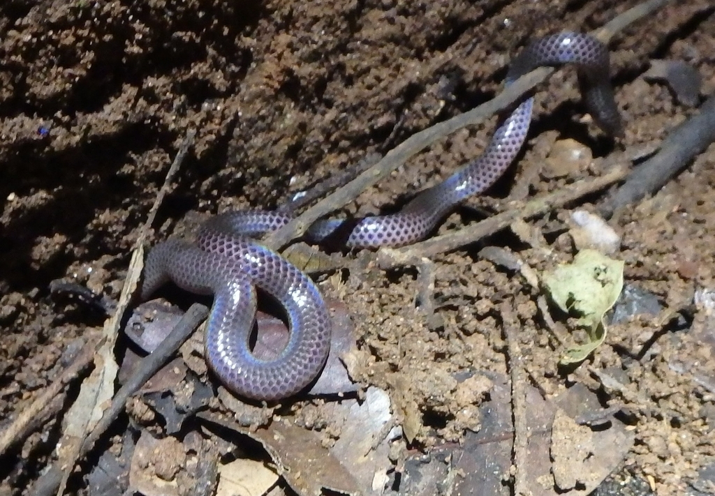 Schneider's Earth Snake