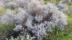 Leucophyllum candidum