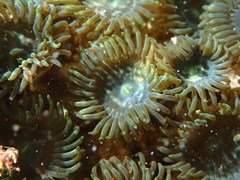Zoantharia