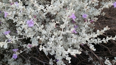 Leucophyllum candidum