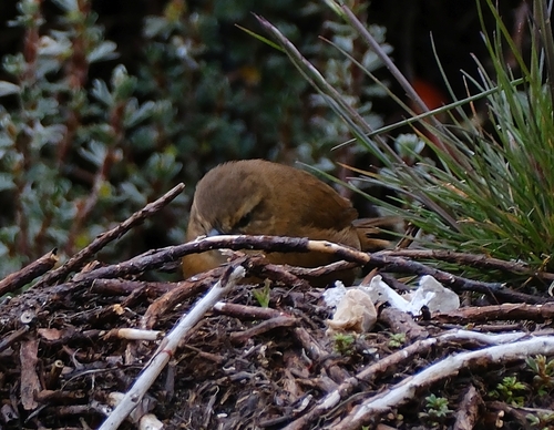 iNaturalist image
