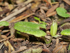 Corybas trilobus