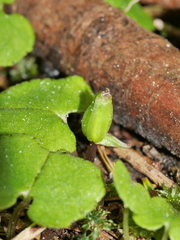 Corybas trilobus