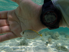 Caranx bartholomaei
