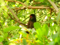 Chrysolampis mosquitus