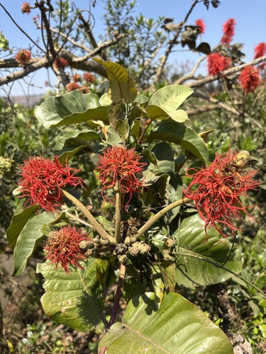 Redhot Poker Tree