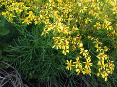 Senecio riddellii