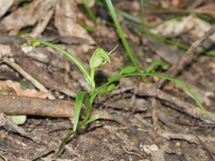 Pterostylis graminea