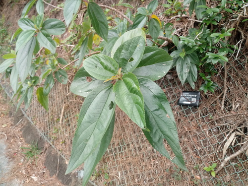 Boehmeria boninensis iNat (3)