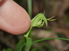 Pterostylis graminea