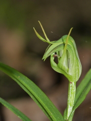 Pterostylis graminea