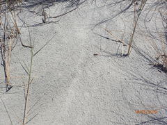 Malaclemys terrapin centrata