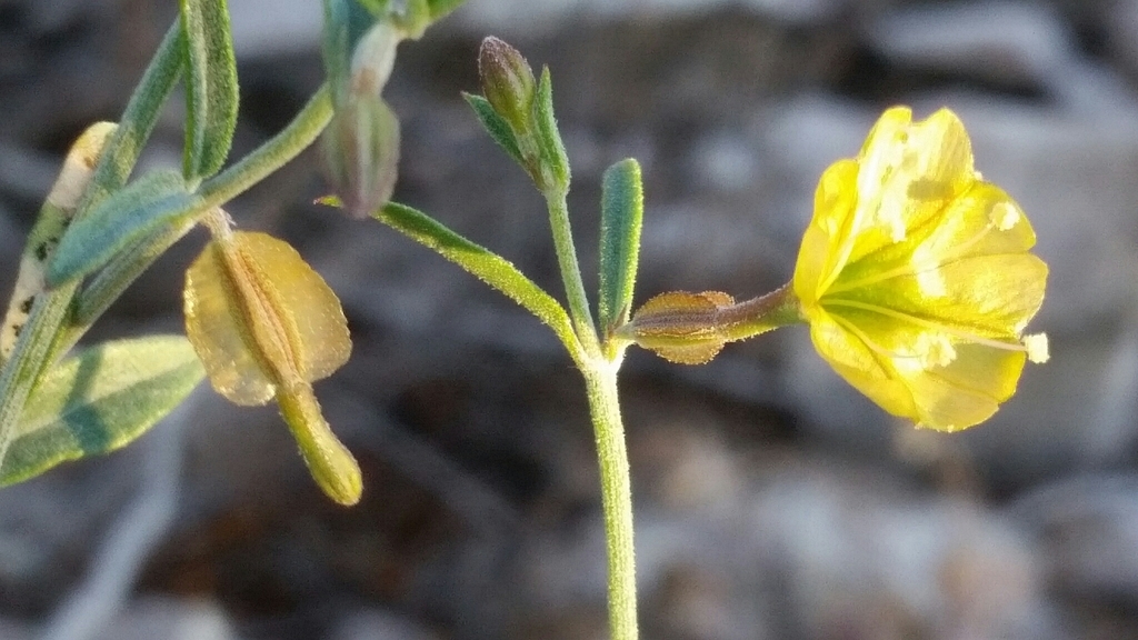 Narrowleaf Moonpod