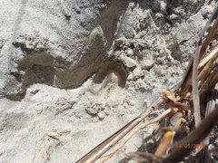 Malaclemys terrapin centrata