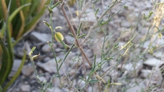 Acleisanthes angustifolia