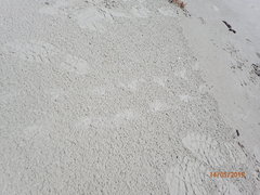 Malaclemys terrapin centrata