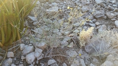 Acleisanthes angustifolia