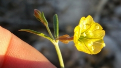 Acleisanthes angustifolia