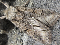 Belosticta cinerea