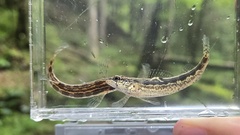 Frecklebelly Darter photo 2
