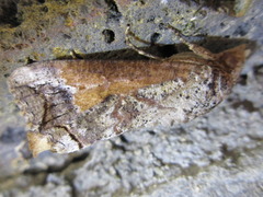 Hypocala deflorata
