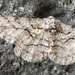 Megabiston plumosaria - Photo (c) onidiras-iNaturalist, algunos derechos reservados (CC BY-NC), subido por onidiras-iNaturalist