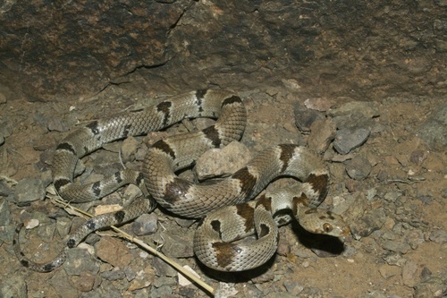 Photo of a Texas Lyre Snake (Trimorphodon vilkinsonii)