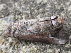 Hypocala deflorata