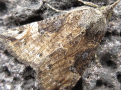 Hypena tristalis