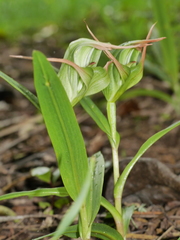 Pterostylis banksii