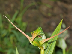 Pterostylis banksii