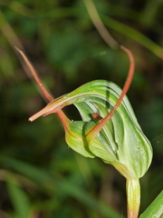 Pterostylis banksii