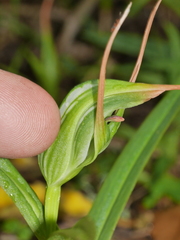 Pterostylis banksii