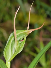 Pterostylis banksii