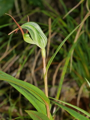 Pterostylis banksii