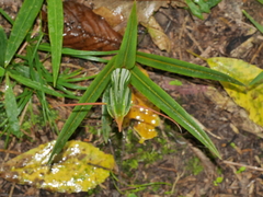 Pterostylis banksii