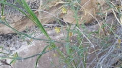 Acleisanthes angustifolia