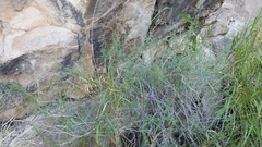 Acleisanthes angustifolia