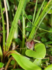 Corybas rivularis
