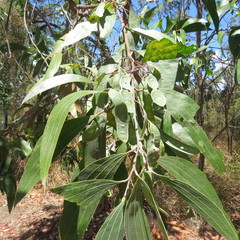 Acacia flavescens