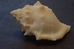Bufonaria rana