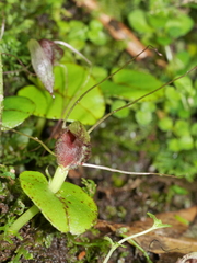Corybas rivularis