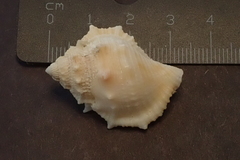 Bufonaria rana