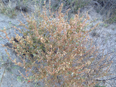 Atriplex matamorensis
