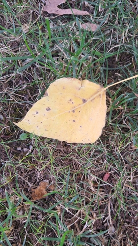 Hybrid Black-poplar
