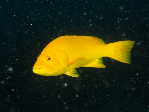 Colorado grouper (Mycteroperca olfax) — Serranidae — 2