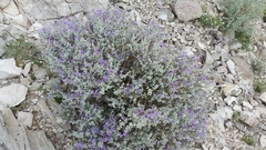 Leucophyllum candidum