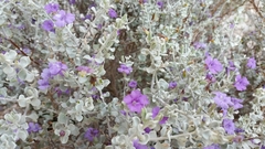 Leucophyllum candidum