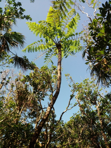 Cyathea mertensiana iNat (2)